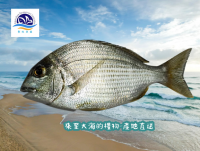 魚鱻禮盒